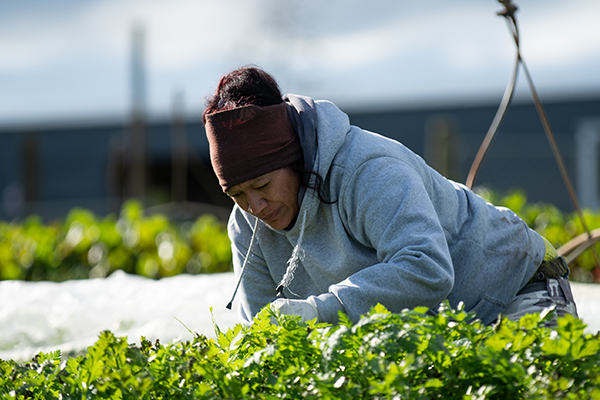 Woman tending a vege patch