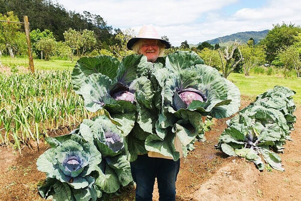 A tangata whai ora holding freshly picked cabbages in Fantail Gardens