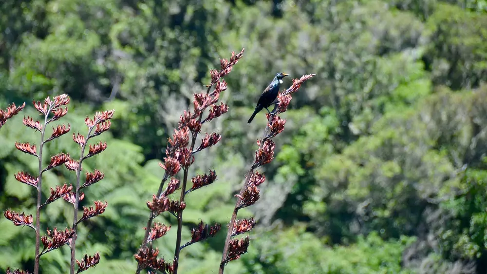 Tui perched on flax