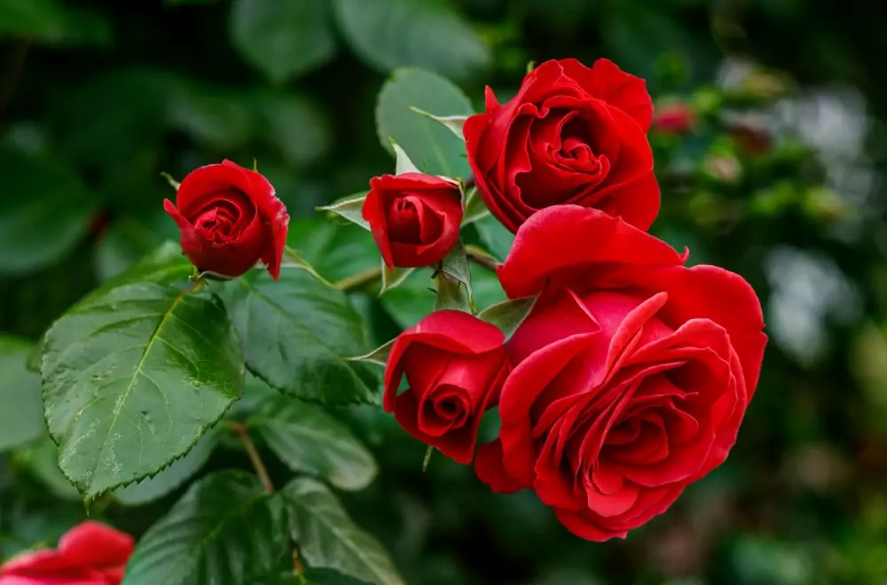 A close up shot of red roses in a rose bush